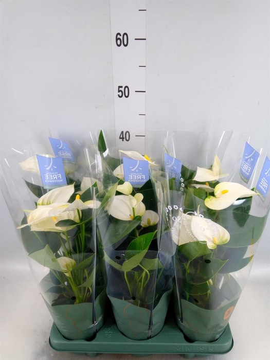 <h4>Anthurium  'Karma White'</h4>