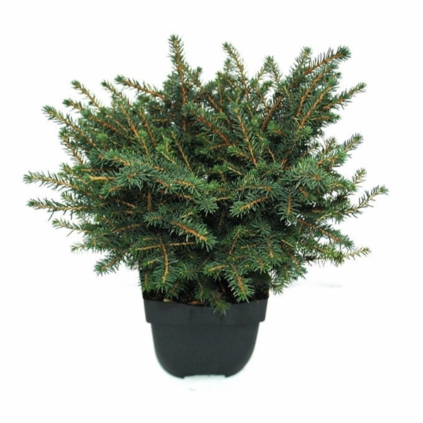 Picea omorika 'Karel' P17
