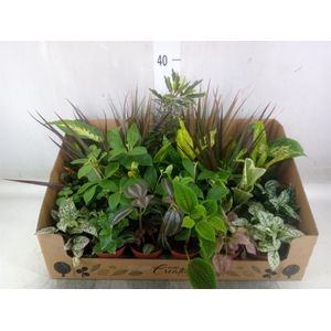 Planten Groen   ...mix 24