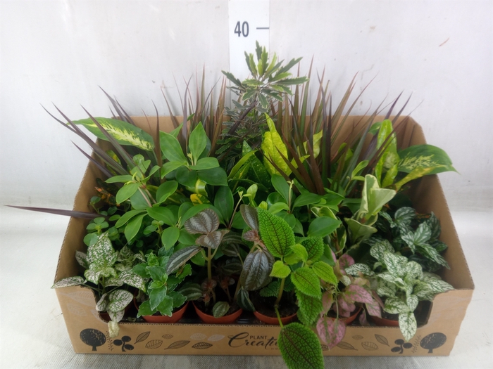 <h4>Planten Groen   ...mix 24</h4>