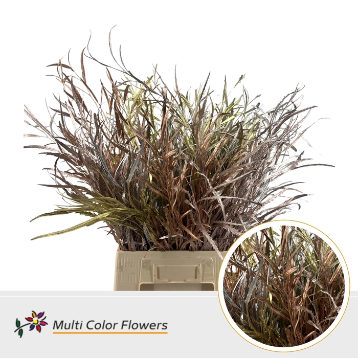 <h4>Grevillea Metallic Mix</h4>