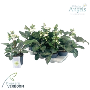 Helleborus Frostkiss Molly's White p15