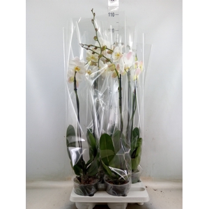 Phalaenopsis   ...white