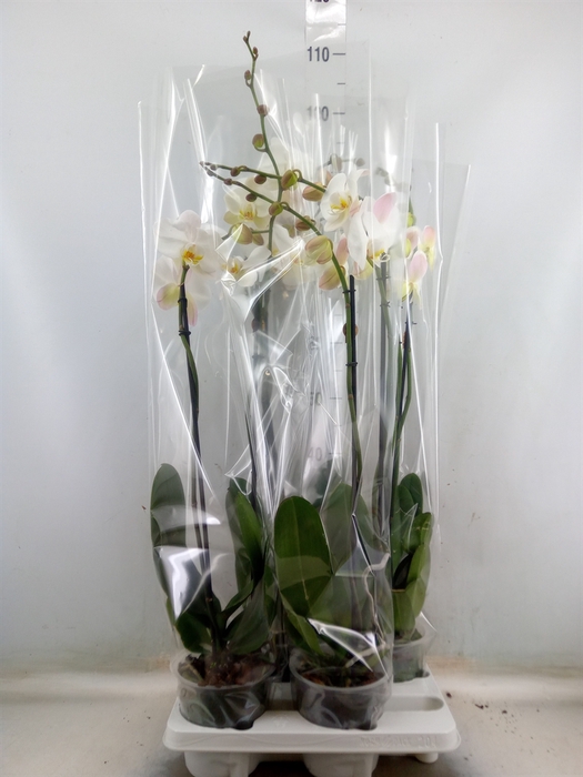 <h4>Phalaenopsis   ...white</h4>