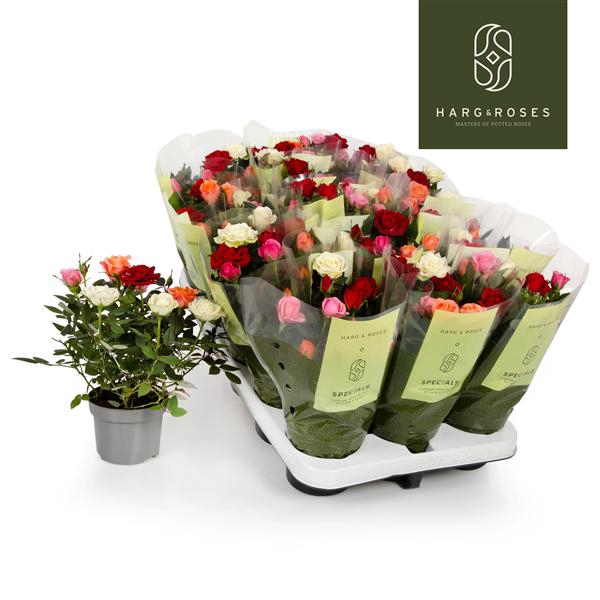 <h4>QuattRose Kordana</h4>