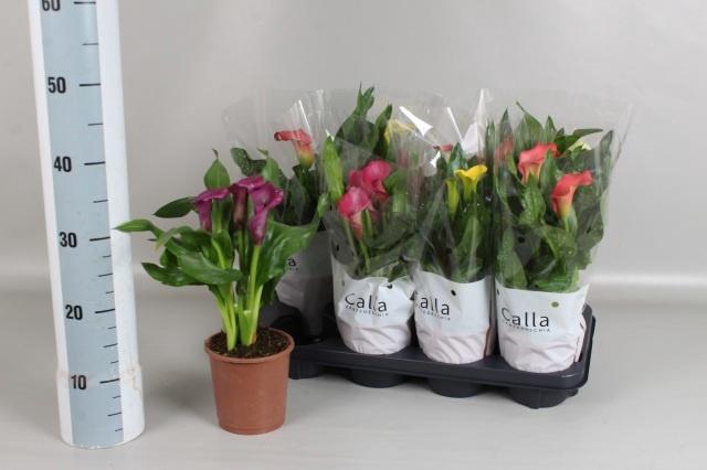 <h4>ZANT GEM 5 KL</h4>