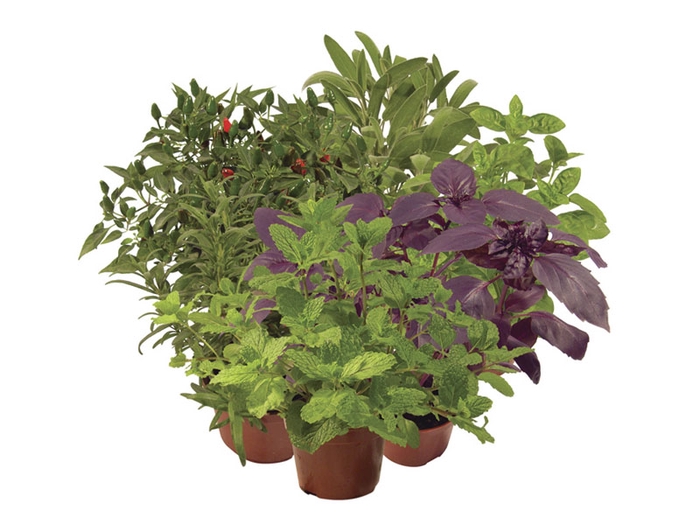 <h4>ERVAS AROMATICAS P15</h4>