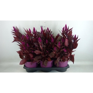 Celosia spic. 'Mystic Shades'