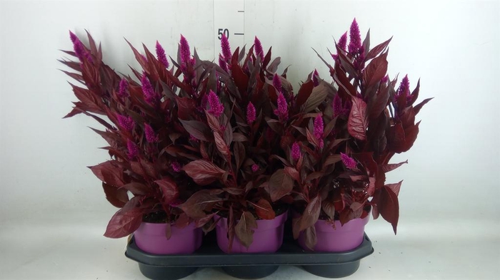 <h4>Celosia spic. 'Mystic Shades'</h4>