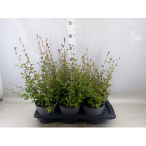 Ceratostigma griffithii