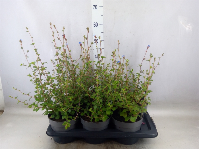 <h4>Ceratostigma griffithii</h4>