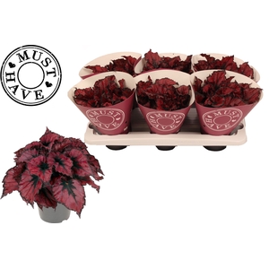 Bladbegonia Rex Kohala Red MUST HAVE