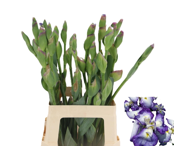 <h4>IRIS BOTANIC BLUE 070CM 125GR</h4>