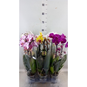 Phalaenopsis  'Elegant Cascade'