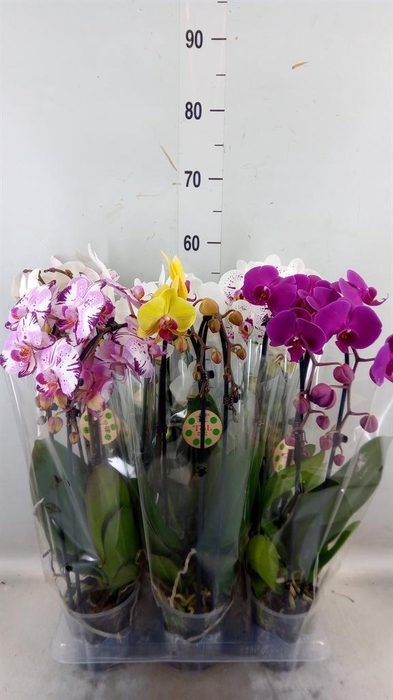 <h4>Phalaenopsis  'Elegant Cascade'</h4>