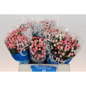 Hypericum Coco Casino