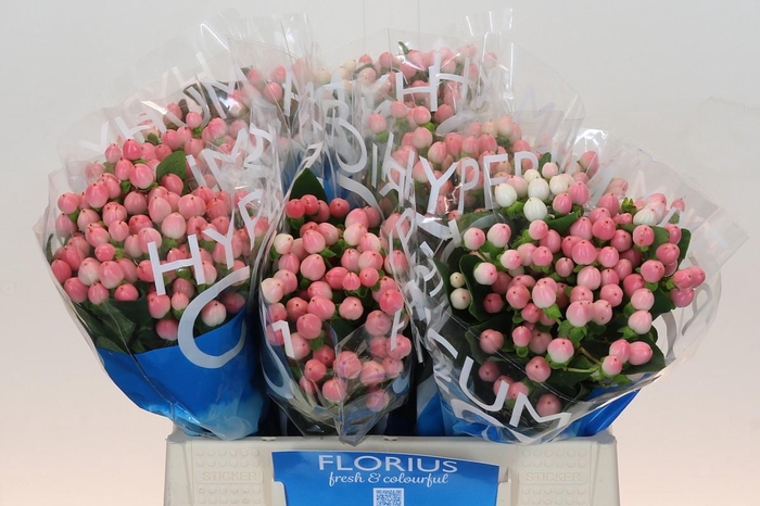 <h4>Hypericum Coco Casino</h4>