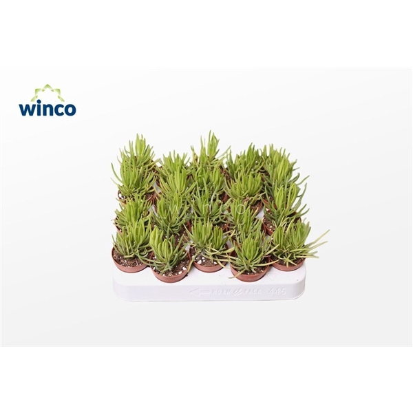<h4>Senecio Barbertonicus (himalaya)</h4>