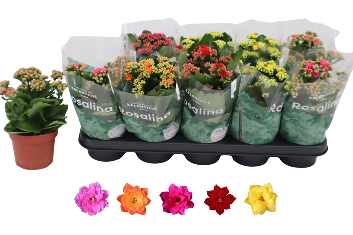 <h4>KAL GE RO GEM 5 KL</h4>