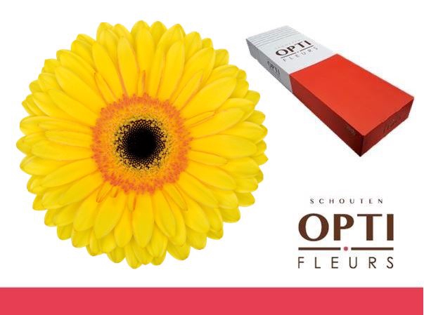 <h4>Gerbera Apollo Doos</h4>