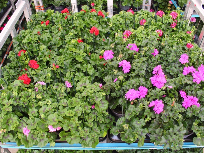 <h4>PEL PELT MIXK</h4>