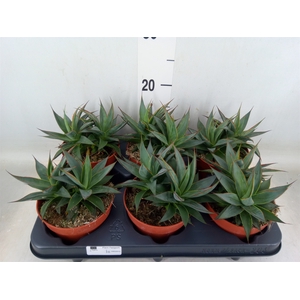 Agave  'Shaka Koko'