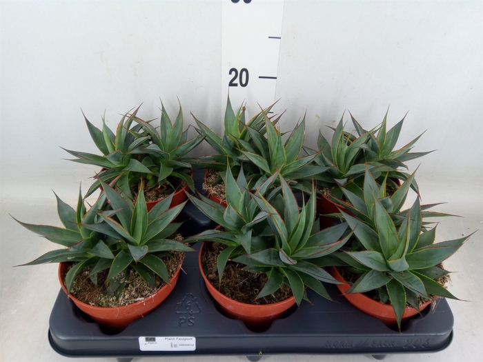 <h4>Agave  'Shaka Koko'</h4>