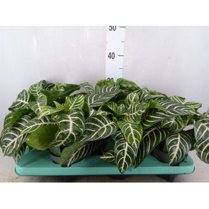 Aphelandra squar. 'Botanica'