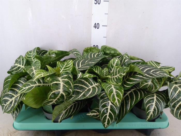 <h4>Aphelandra squar. 'Botanica'</h4>