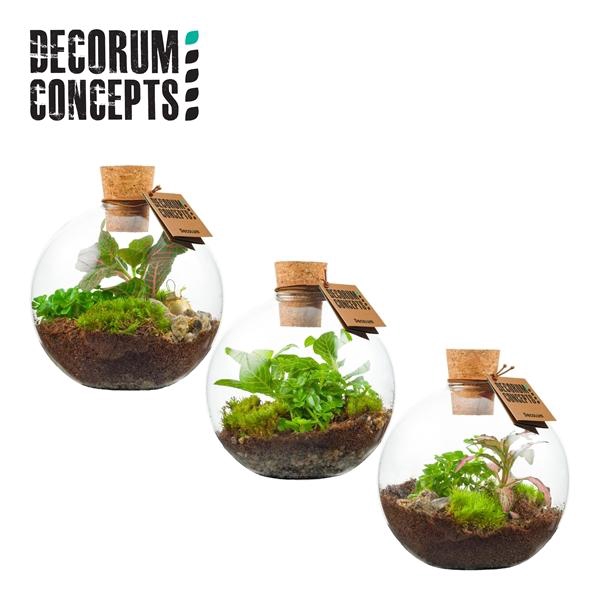 <h4>Arrangementen kamerplanten groen H%</h4>