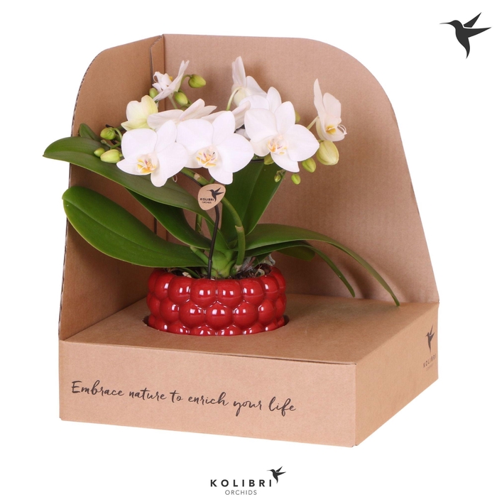 <h4>Kolibri Orchids Phalaenopsis Halo white in Berry pot in showbox</h4>