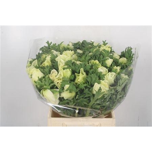 Anem. Mistral White Pure X L