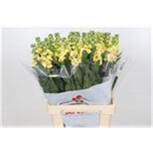 MATTHIOLA IRON YELLOW
