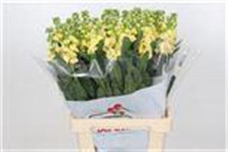 <h4>MATTHIOLA IRON YELLOW</h4>