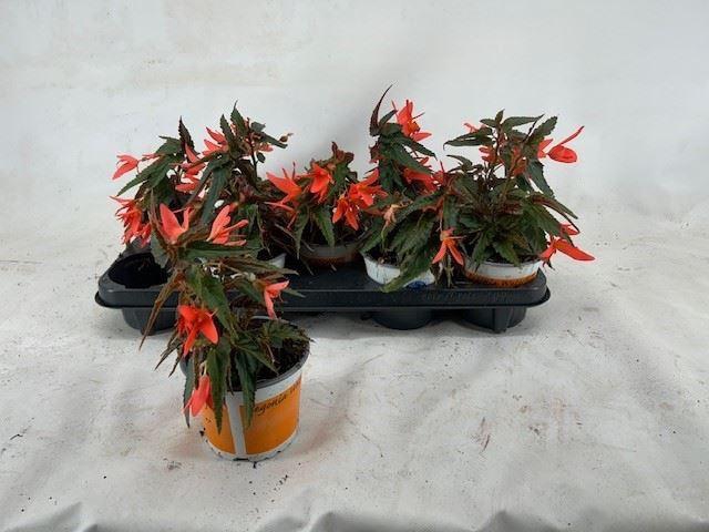 <h4>Begonia Beauvilia Salmon</h4>