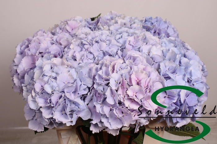 <h4>HYDR M CH VERENA BL</h4>