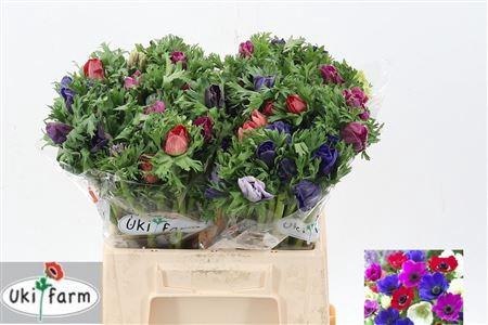 <h4>ANEM GEM BS</h4>