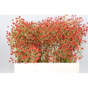 Rosa Prinsberry Red