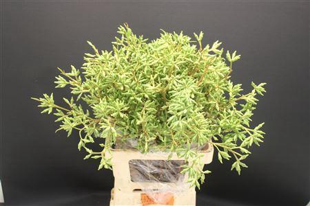 Euc Robusta Bes Zonder Blad