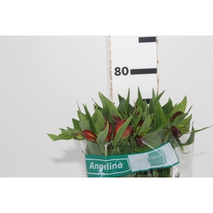 ALSTROEMERIA ANGELINA 080 CM