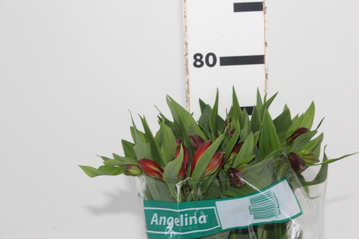 <h4>ALSTROEMERIA ANGELINA 080 CM</h4>