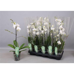 Phal Mf An Venice 1 Branche 12+zwaar Vertakt