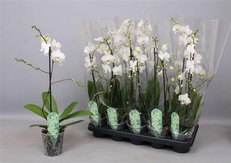 <h4>Phal Mf An Venice 1 Branche 12+zwaar Vertakt</h4>