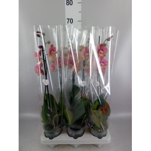 Phalaenopsis   ...rose