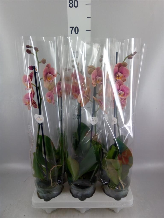 <h4>Phalaenopsis   ...rose</h4>