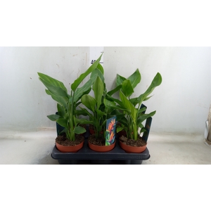 Strelitzia reg.   ...no flowers