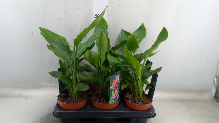 <h4>Strelitzia reg.   ...no flowers</h4>