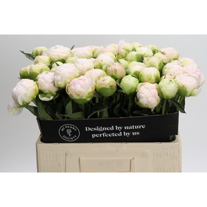 Paeonia Moon over Barrington