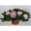 Protea Cynaroides
