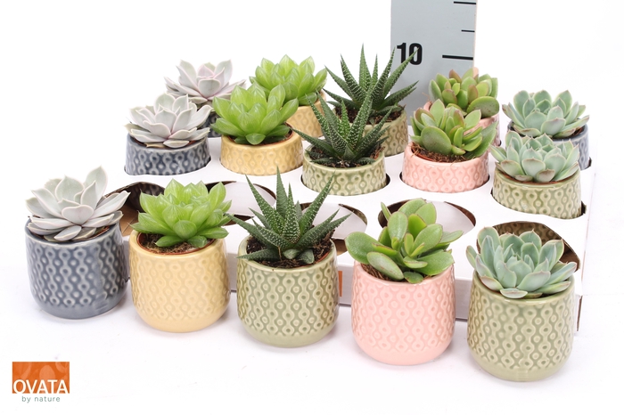 <h4>SUCC GEM 5 SRT</h4>